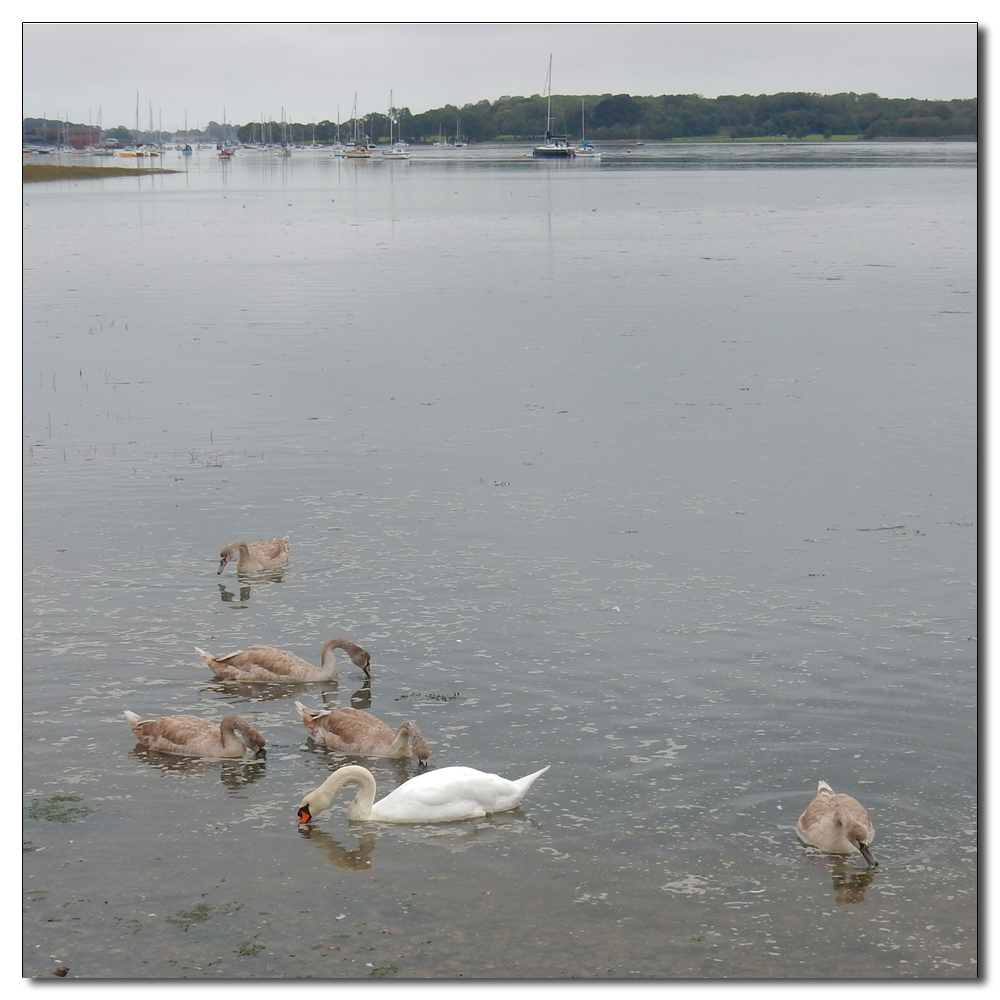 Swanning around, 