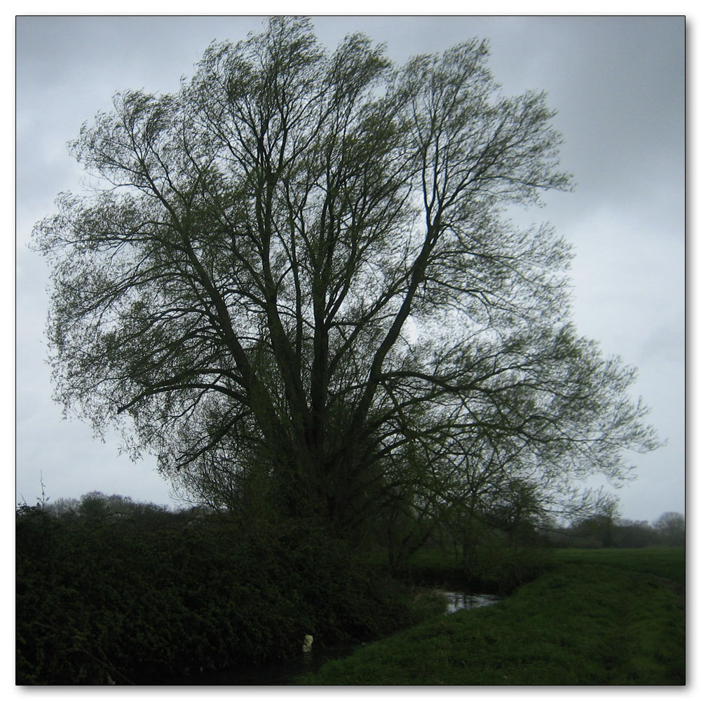 Along the River Lavant, 