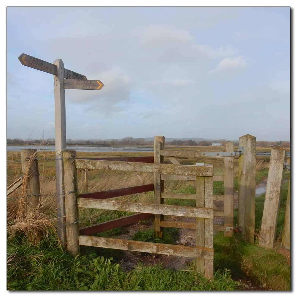 Deer in the fields, 