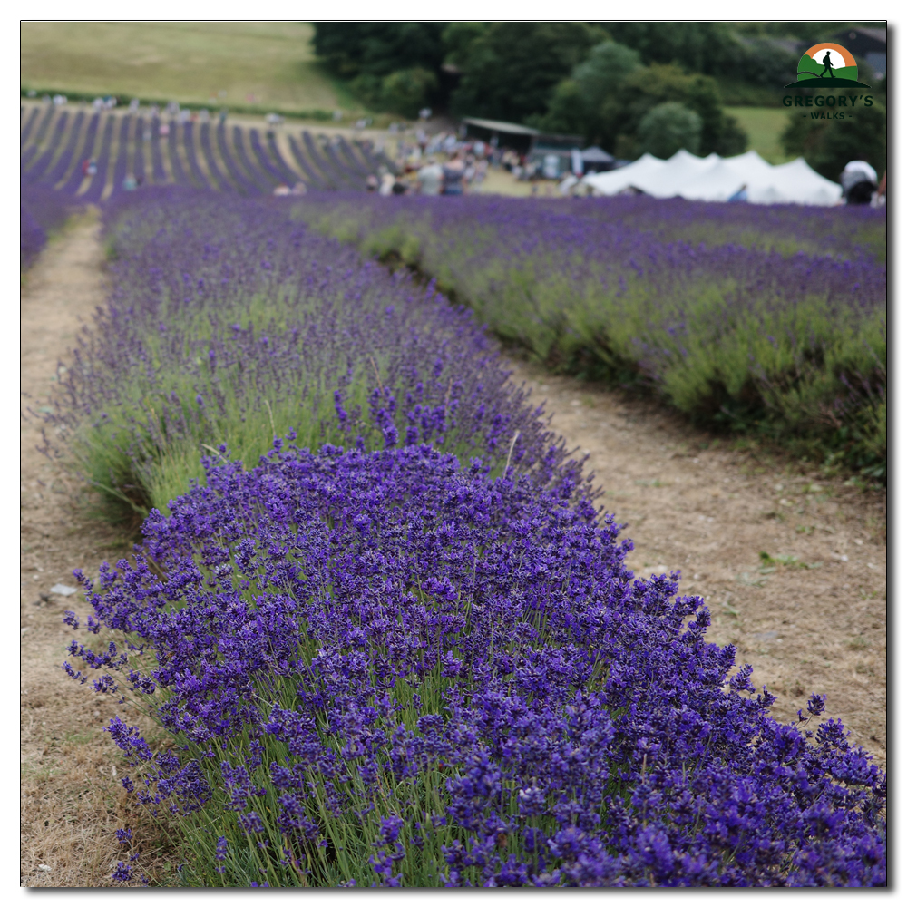 Lordington Lavender, 