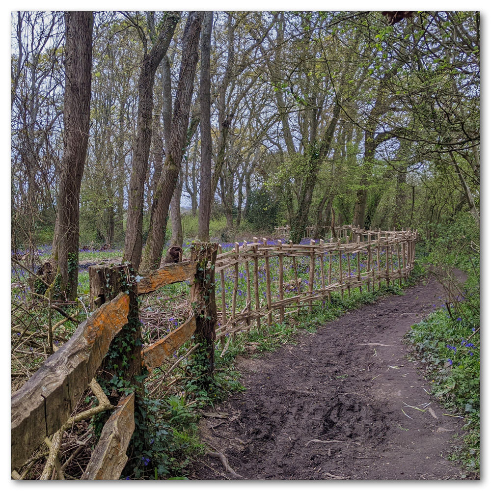 Around Apuldram Airfield, Salterns Copse