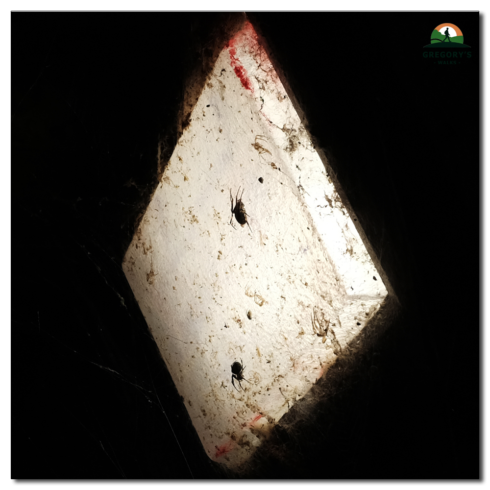 Chichester Canel, Spiders on the subway light