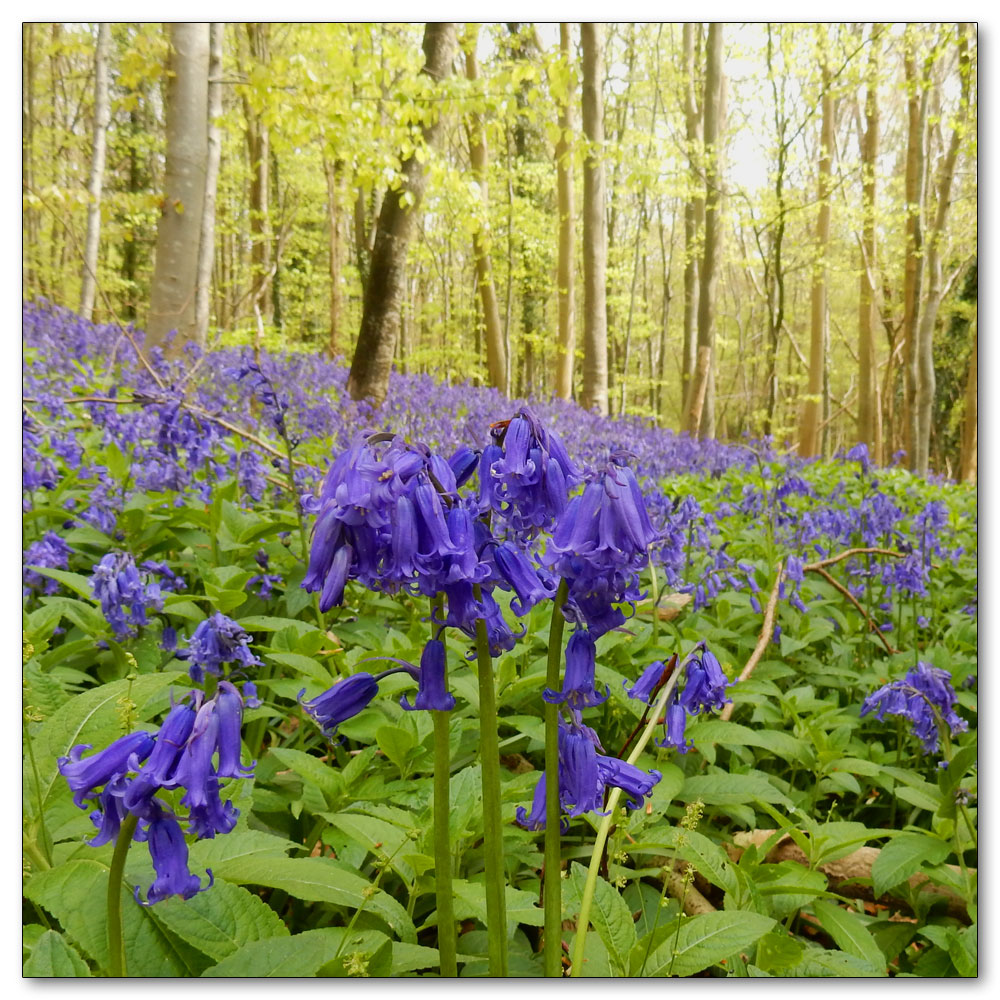 Bluebells in Nore Woods, 