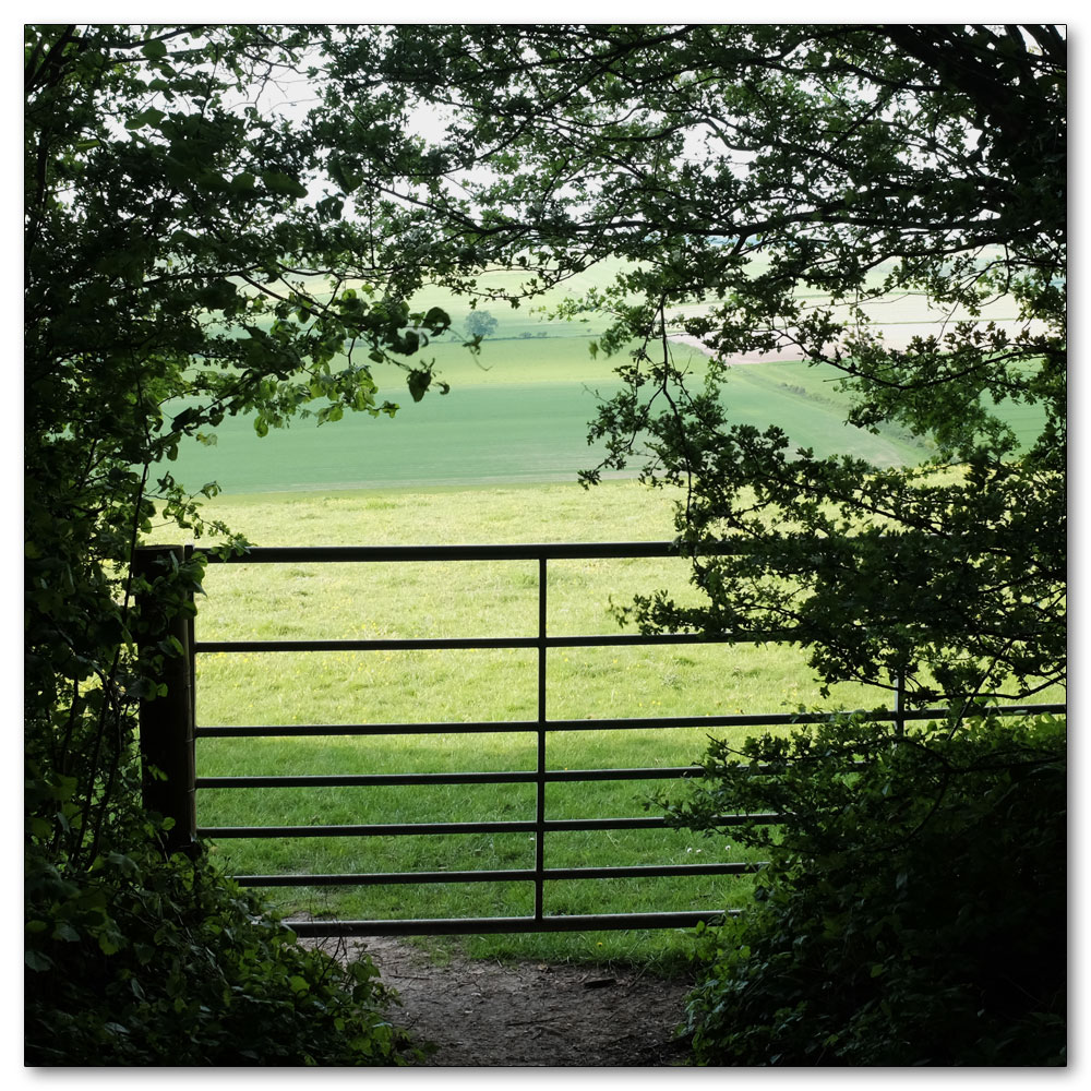 Clapham Woods, 
