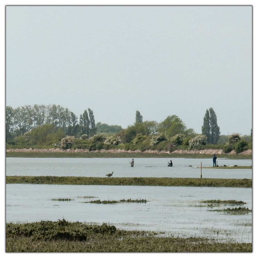 Run/Walk to Fishbourne Meadow, Fishing in deep water